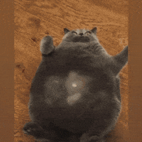 Fat Cat GIF