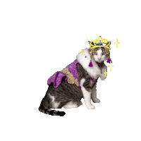 Cat Queen Sticker by Refinery29