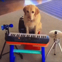 Dog Musician GIF by Respective