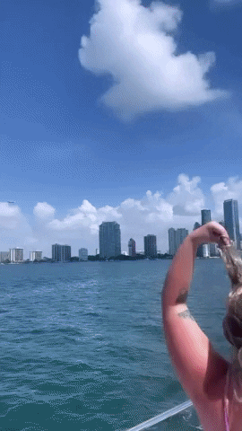 vilecoyote giphyupload GIF