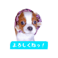 Cavalierkingcharlesspaniel Sticker