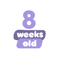 8 Weeks Old Sticker by westeggpress