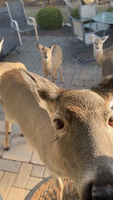 Cookie-Loving Deer Visit For Sweet Treats