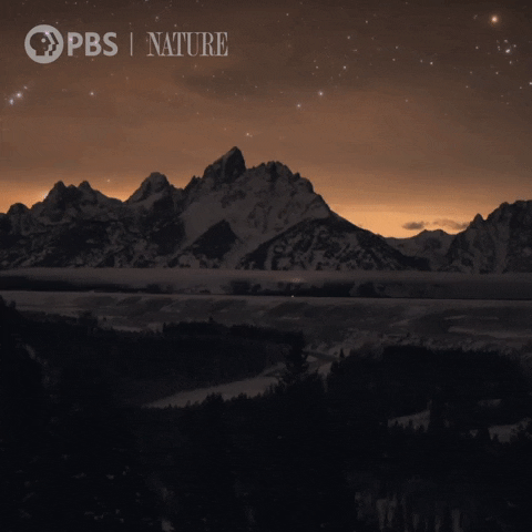 Shooting Star Night GIF by Nature on PBS