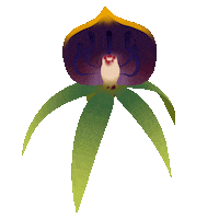 Blooming Black Orchid Sticker by rvd