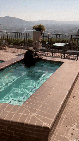 cuteanimalland giphyupload GIF