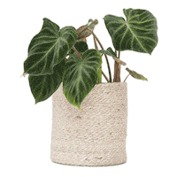 PLNTS_com plant interior plnts Sticker