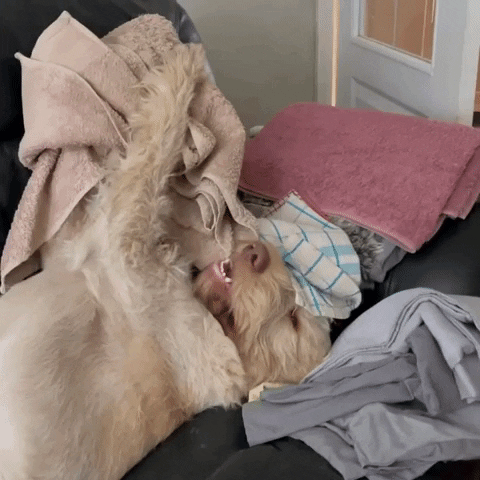 cuteanimalland giphyupload GIF