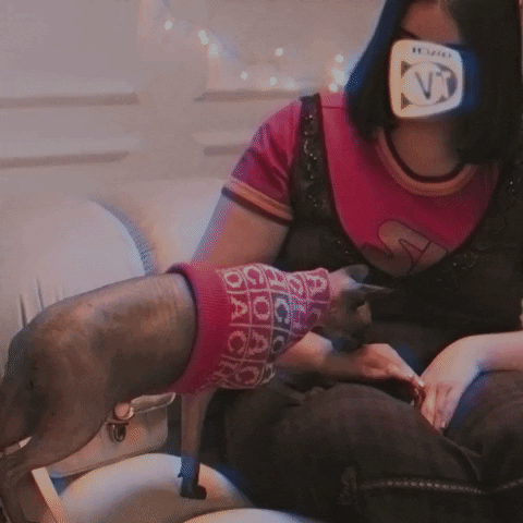 Pet Kisses GIF by Coach