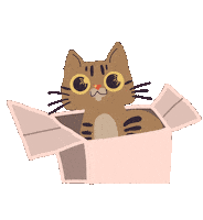 Cat Gatos Sticker by universoanimalmx
