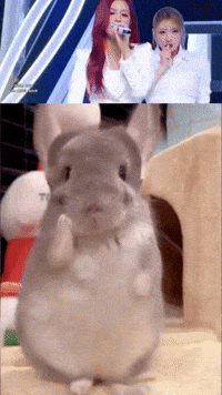 Chinchilla Sue GIF