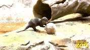 River Otters Eating GIF by Brookfield Zoo