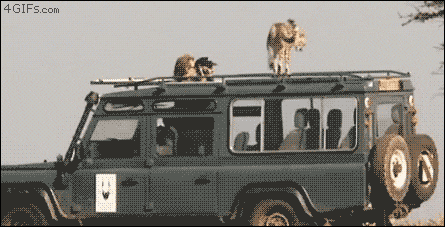 poop cheetah GIF