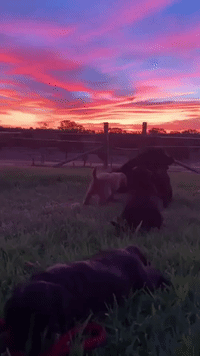 Puppies Play in Front of Stunning Sunset in New South Wales