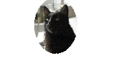 Thebrothersbuoy cat portrait black cat portal Sticker