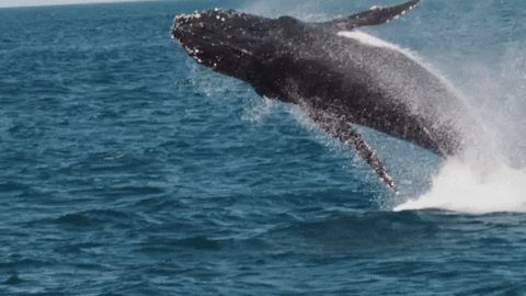 LiveNingaloo giphygifmaker whale whales humpback whale GIF