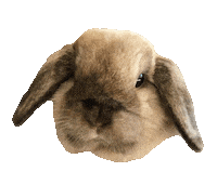 Bunny Omg Sticker