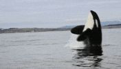 Hd Orca GIF