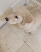 Golden Retriever Puppy Learns to Sit and Be Still