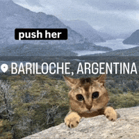 Mei Mei Cat GIF