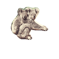 Koala Cuddling Sticker by Dinner for fun