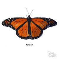 rikkipaepke fly flying butterfly wings GIF