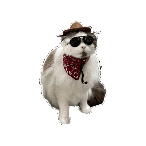 Ragdoll Cat Sticker by Rega Marketing