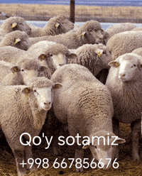 Uzbek Uzb GIF