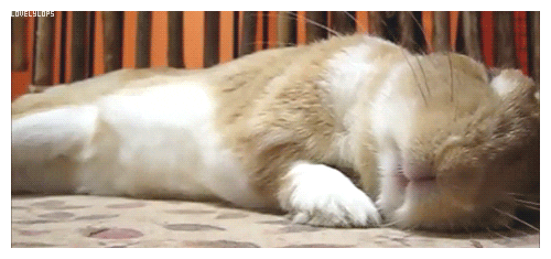 Bunny Sleeping GIF