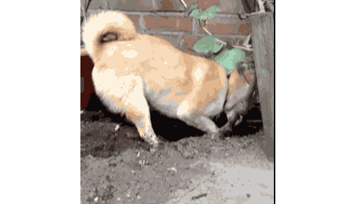 Dogs Digging GIF