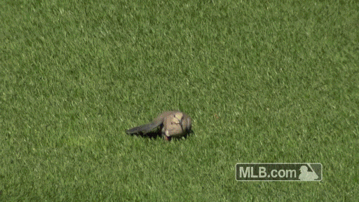 cle GIF by MLB