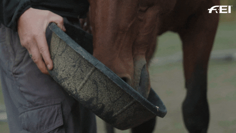 Horse Eating GIF by FEI Global
