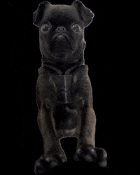 ouionestudio pug quick change brussels griffon petit brabancon GIF