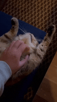 Cat Love GIF