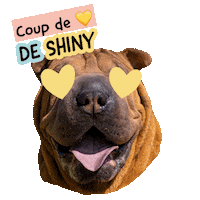 Pawsitivepetambassadeur Sticker by Pawsitive pet
