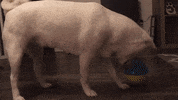 shiba inu dog GIF by KeepUpWithJaz