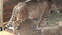 Mother Cheetah and Cub Have Special Bonding Time