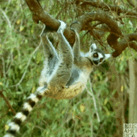 Wildlife GIF by BBC America