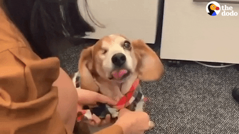 Dog GIF by The Dodo