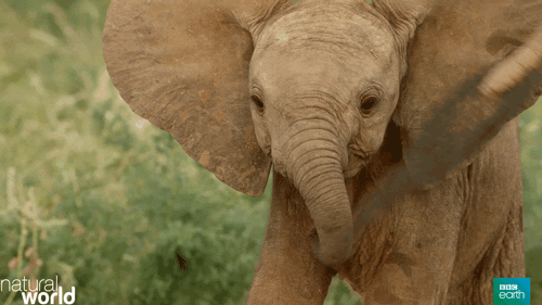 nature's epic journeys elephants GIF by BBC Earth