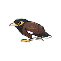 Common Myna Bird Sticker