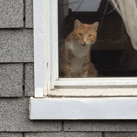 mikepan2so beware of brooklyn kitty GIF