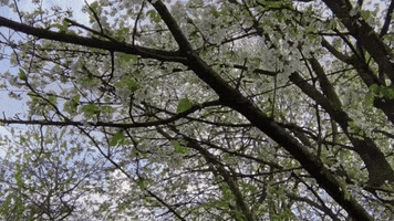 Cherry Blossoms Bloom GIF by Storyful