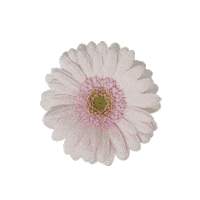 Daisy Flower Spring Sticker by damart