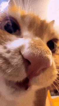 Meow Closeup GIF