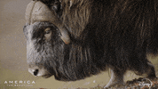 Slow Motion America GIF by Nat Geo Wild