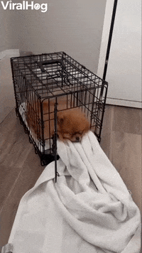 When Your Pom Becomes A Snow Pom Pom GIF by ViralHog