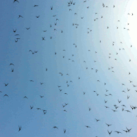 loop birds GIF
