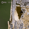 Angry Pbs Nature GIF by Nature on PBS