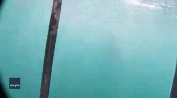Diver Has Close Encounter With Great White Shark
